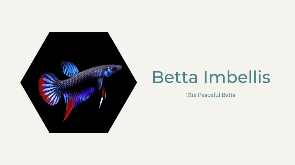 Betta store imbellis care